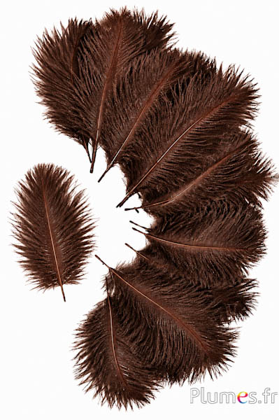 Struisvogel Bellies -8-13 cm - chocolade
